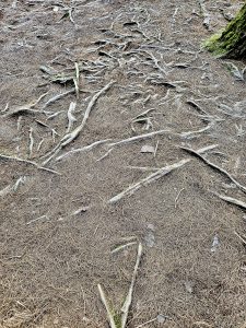 View larger photo: Roots of the pine trees. From Pine forest, Ooty, Tamil Nadu.