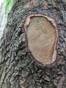 Close up of the trunk of a tree where a branch used to be.