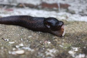 Close up of a Slug eating a sunflower heart