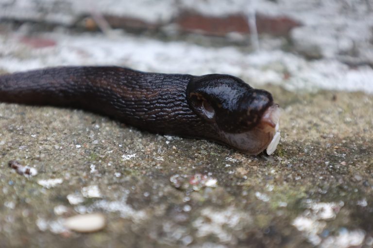 Close up of a Slug eating a sunflower heart