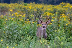 An 8-point buck looks up from a field of flowers.