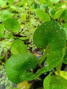 A closeup view of leafs and raindrops on them. 