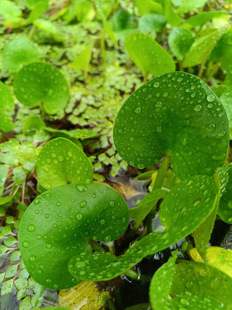 A closeup view of leafs and raindrops on them.