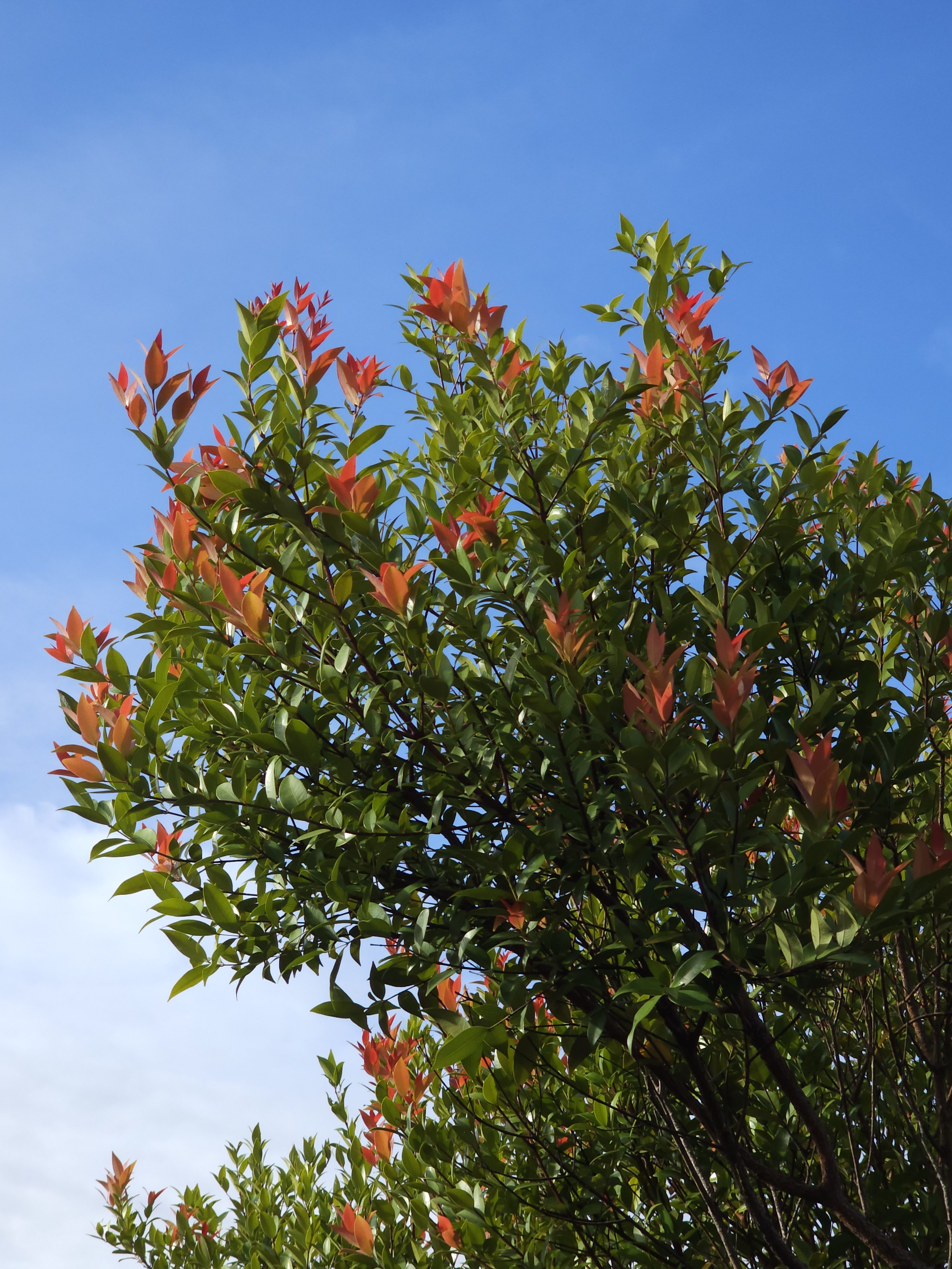 Leafy tree, looking up against the clear sky. Leaves are starting to change color for autumn.