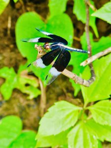 A neurothemis tullia dragonfly. It is commonly known as the pied paddy skimmer. This species of dragonfly is found in south and south-east Asia. It was photographed at Perumanna, Kozhikode, Kerala.