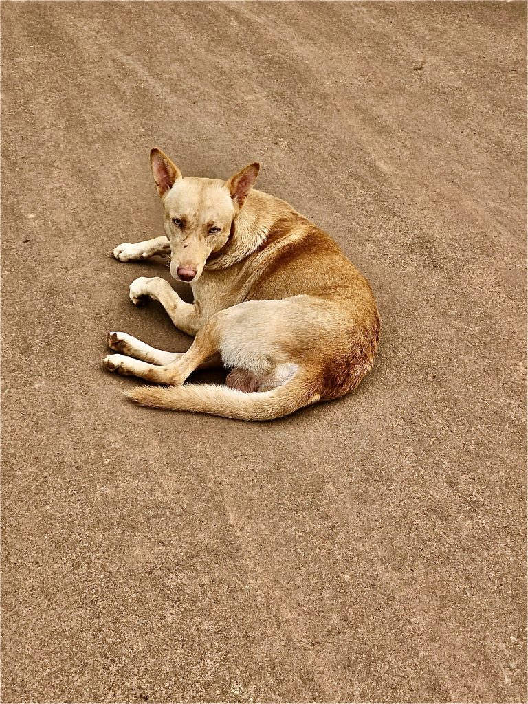 An Indian street dog