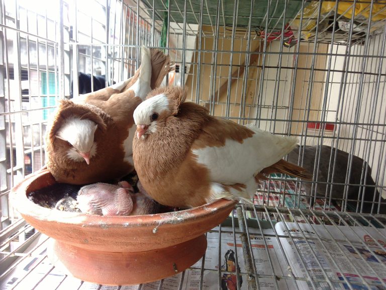 Pigeons in a cage with their new baby in a nest.