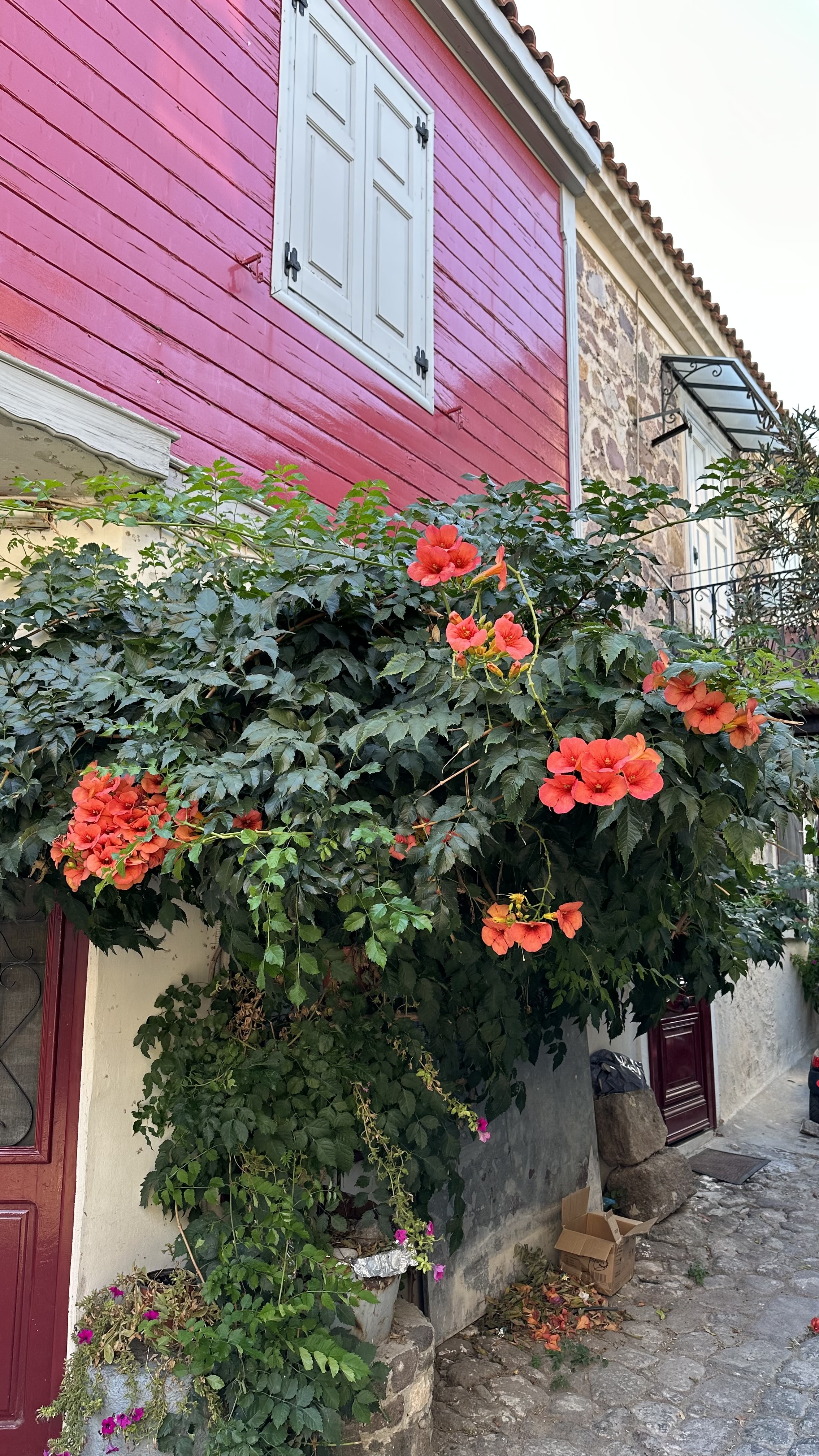Trumpet Creeper flowers, on the side of a house in Mithymna