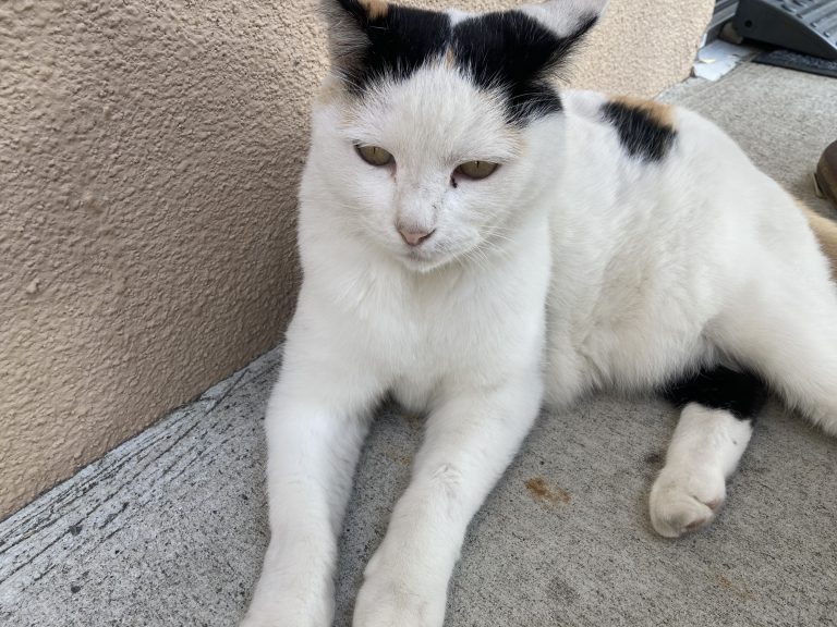 calico cat