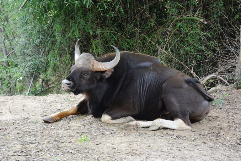 The gaur(Bos gaurus), also known as the Indian bison. From Bannerghatta, Bengaluru, Inida.