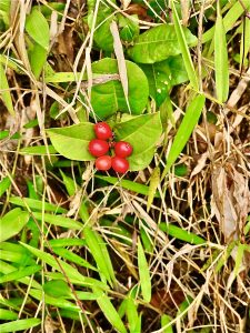 Ixora coccinea flower berries. It also known as jungle geranium, flame of the woods, jungle flame or pendkuli.