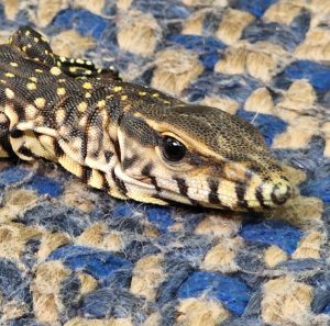 An argentine black and white tegu resting on a mat. 
