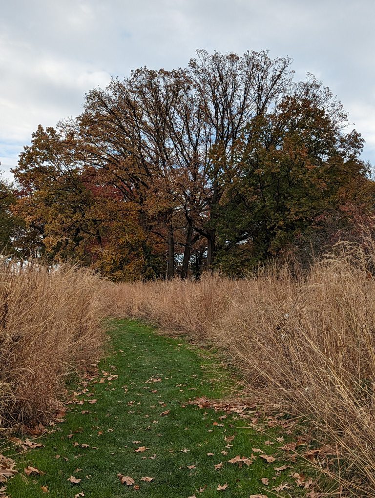 A tree with red and brown leaves at the top of a hill in a meadow with a path through them