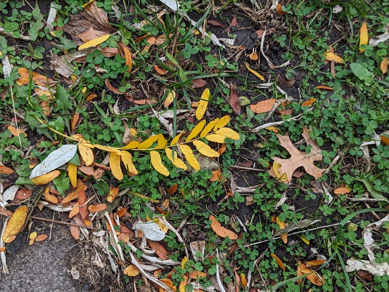 Small yellow leaves laying in grass