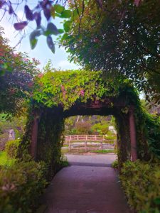 Entrance covered with leafs and trees