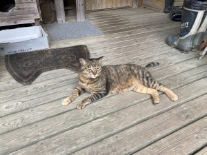 キジトラ猫　/　Cat lying on a wooden porch.