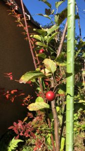 Princess apple in the garden