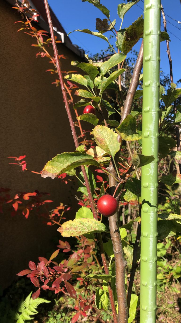 Princess apple in the garden