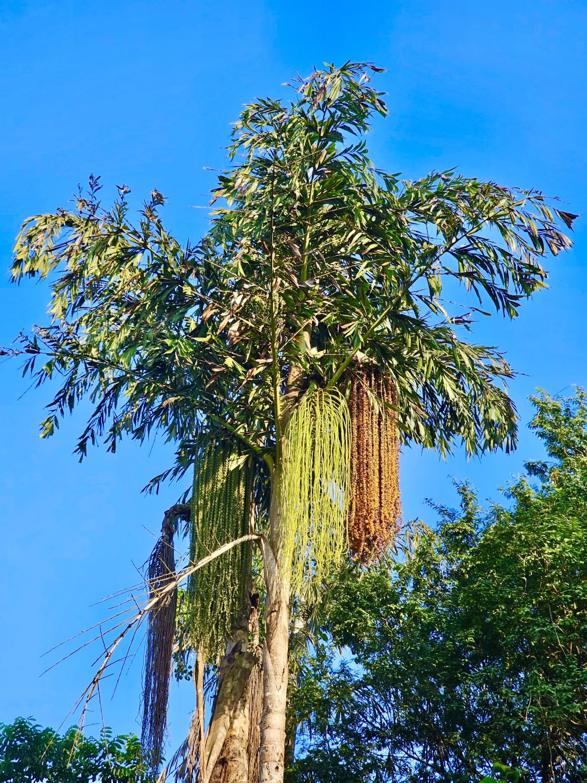 A Caryota urens Palm tree with its flowers & fruits.