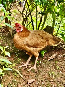 A hen standing under the bushes.