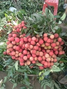 Lychee Fruits