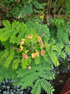 The peacock flower (Caesalpinia pulcherrima).