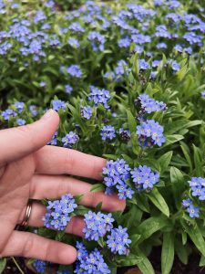 Forget me not flowers