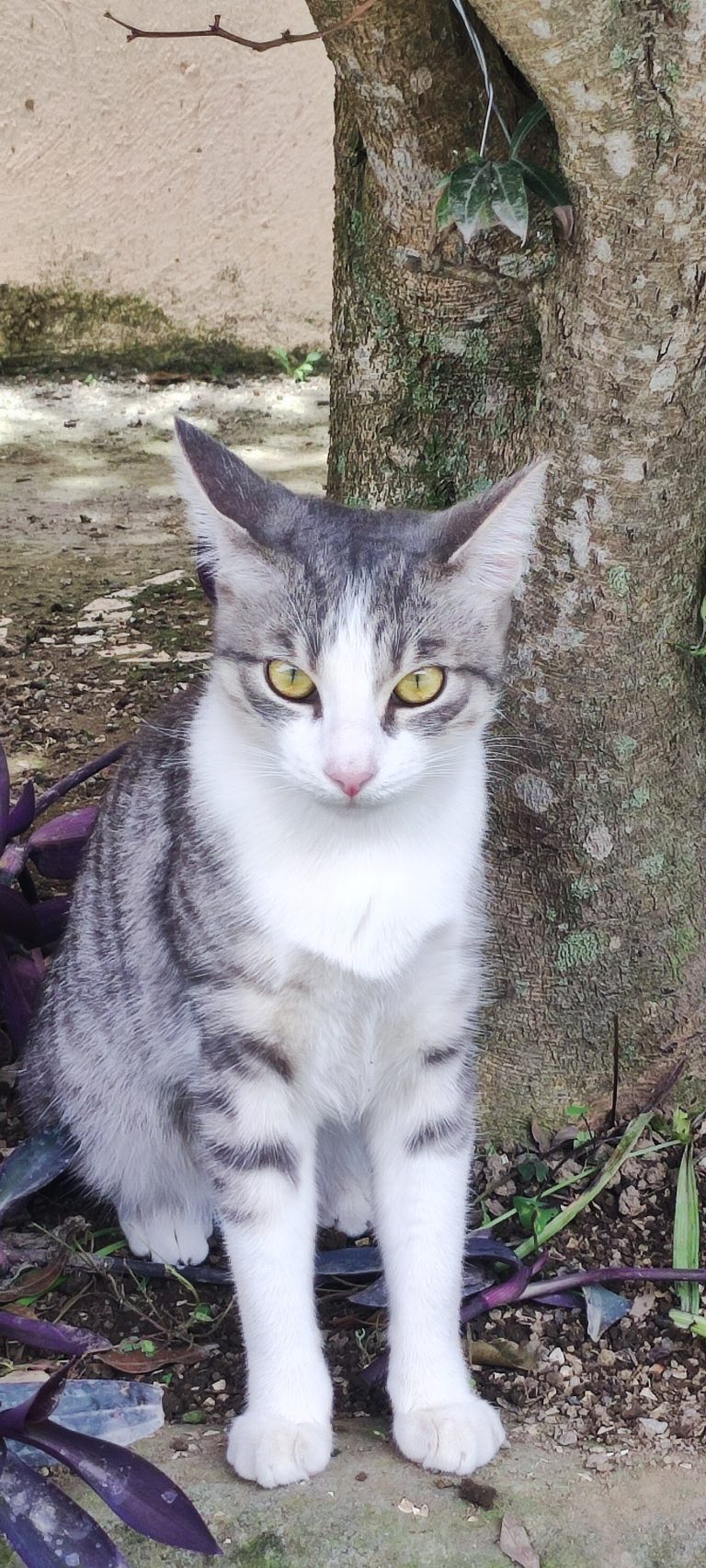 El gato Bonito una pose especial