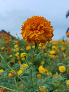 The Marigold Blossom Unveiled Against the Canvas of the Sky. #flower
