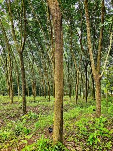 A Rubber plantation(Hevea brasiliensis trees). It is also known as the Pará rubber tree, sharinga tree, or seringueira. From Nilambur, Malappuram, Kerala. We are standing in a forest of these trees.