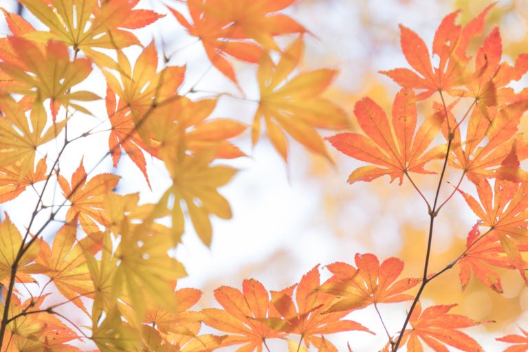 The maple leaves in Japanese  autumn with their radiant reds and golden hues.