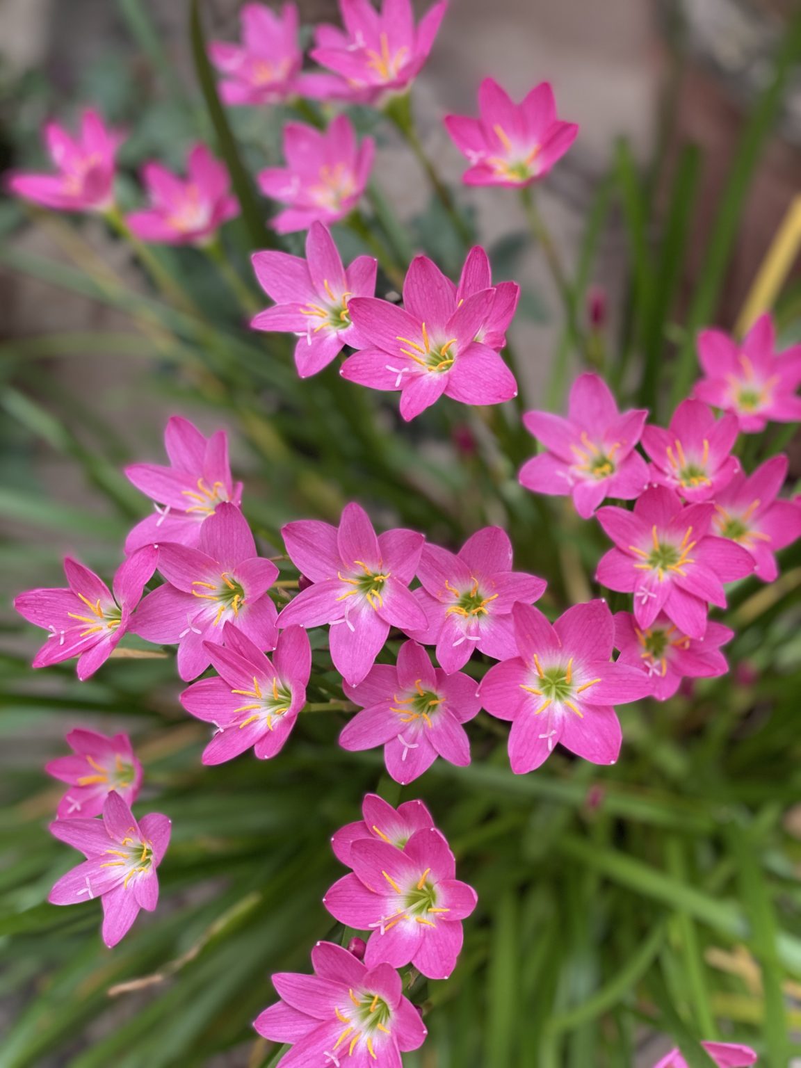 Close up shot of some pink flowers and green grass.