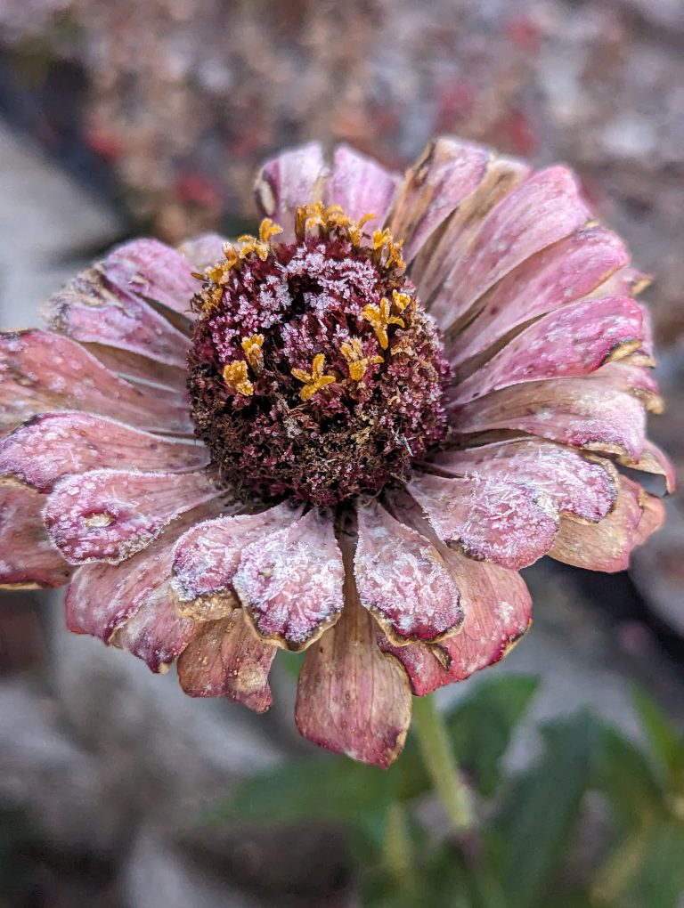 A zinnia flower covered in frost