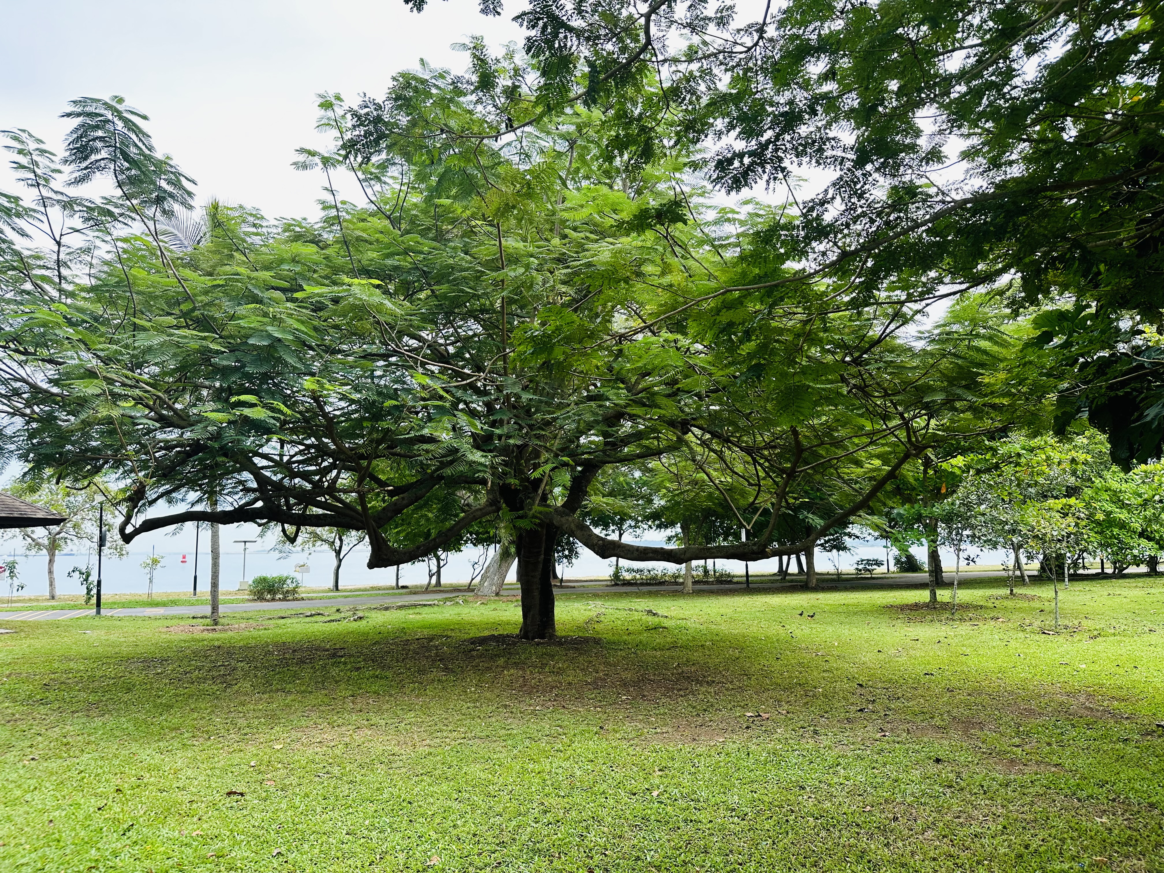 A tree in a park of Singapore.