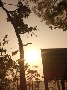 View larger photo: Early Moring Time Photo with Yellow Sun and Some Trees