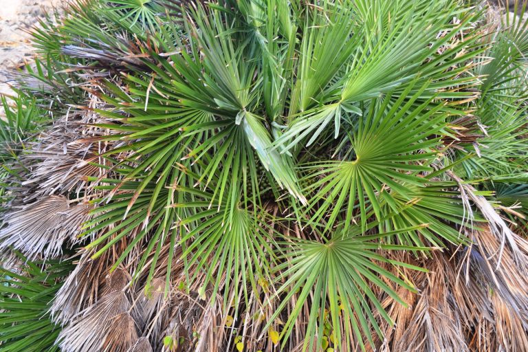 Group of Rhapidophyllum hystrix, the needle palms. From Almeria, Spain.