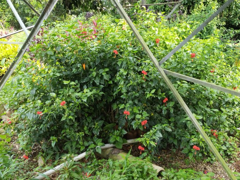 Hibiscus flowers