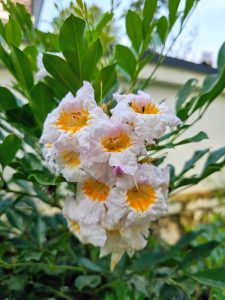 Radermachera (china doll) Flowers in Kerala, India.