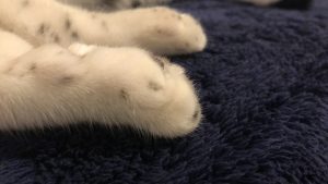 Closeup of a cat's foot