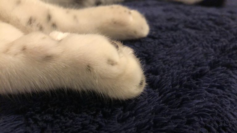 Closeup of a cat’s foot