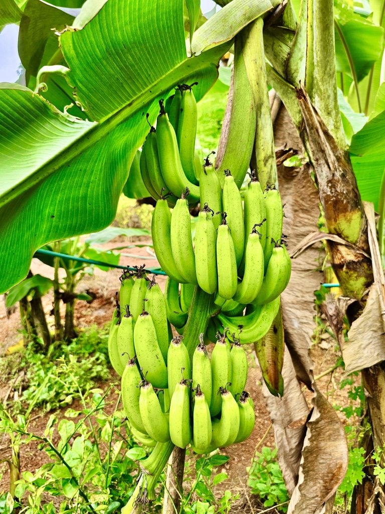 A Robusta banana plant and fruits. From Nilambur, Malappuram, Kerala.