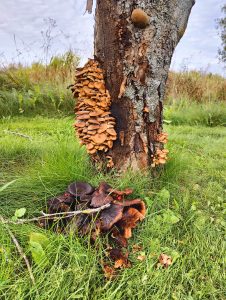 A weathered tree trunk hosts a cluster of golden-brown mushrooms growing vertically in layers. \