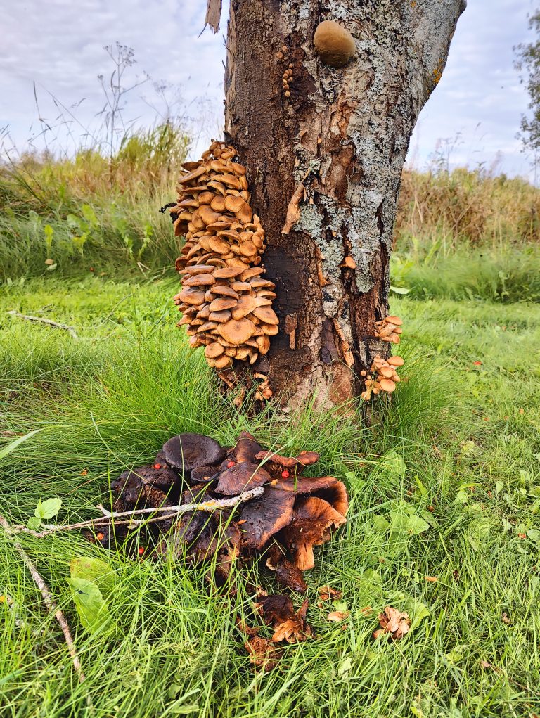 A weathered tree trunk hosts a cluster of golden-brown mushrooms growing vertically in layers.