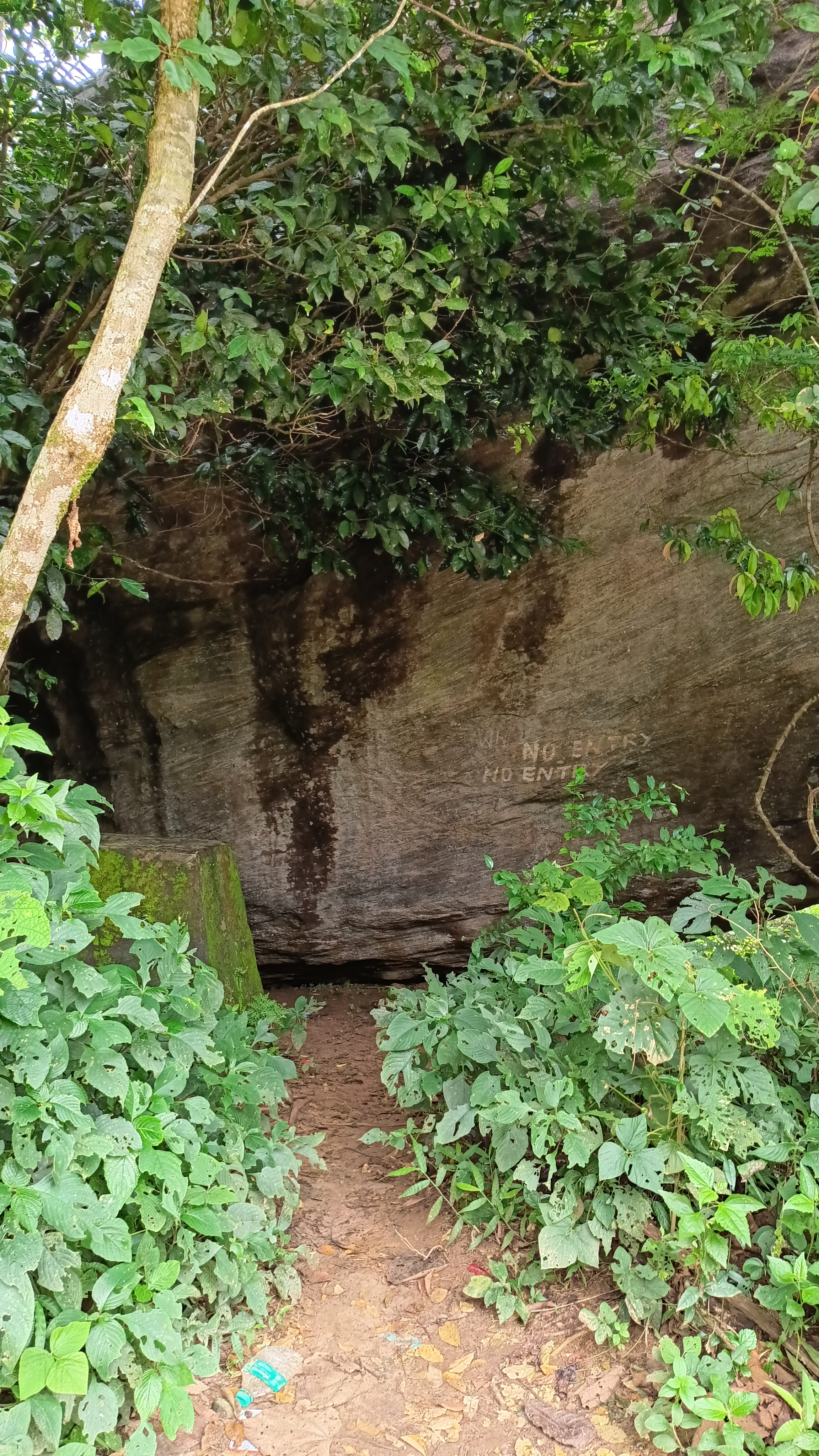 A big rock structure behind trees.