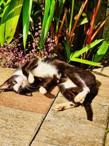 A cat from our neighbourhood is enjoying the morning sunlight. From Perumanna, Kozhikode, Kerala 