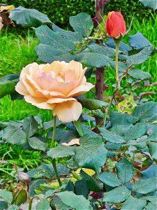 Rose flower & bud. An evening view from Ooty Rose Garden