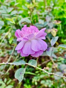 Rose flower from Ooty Rose Garden