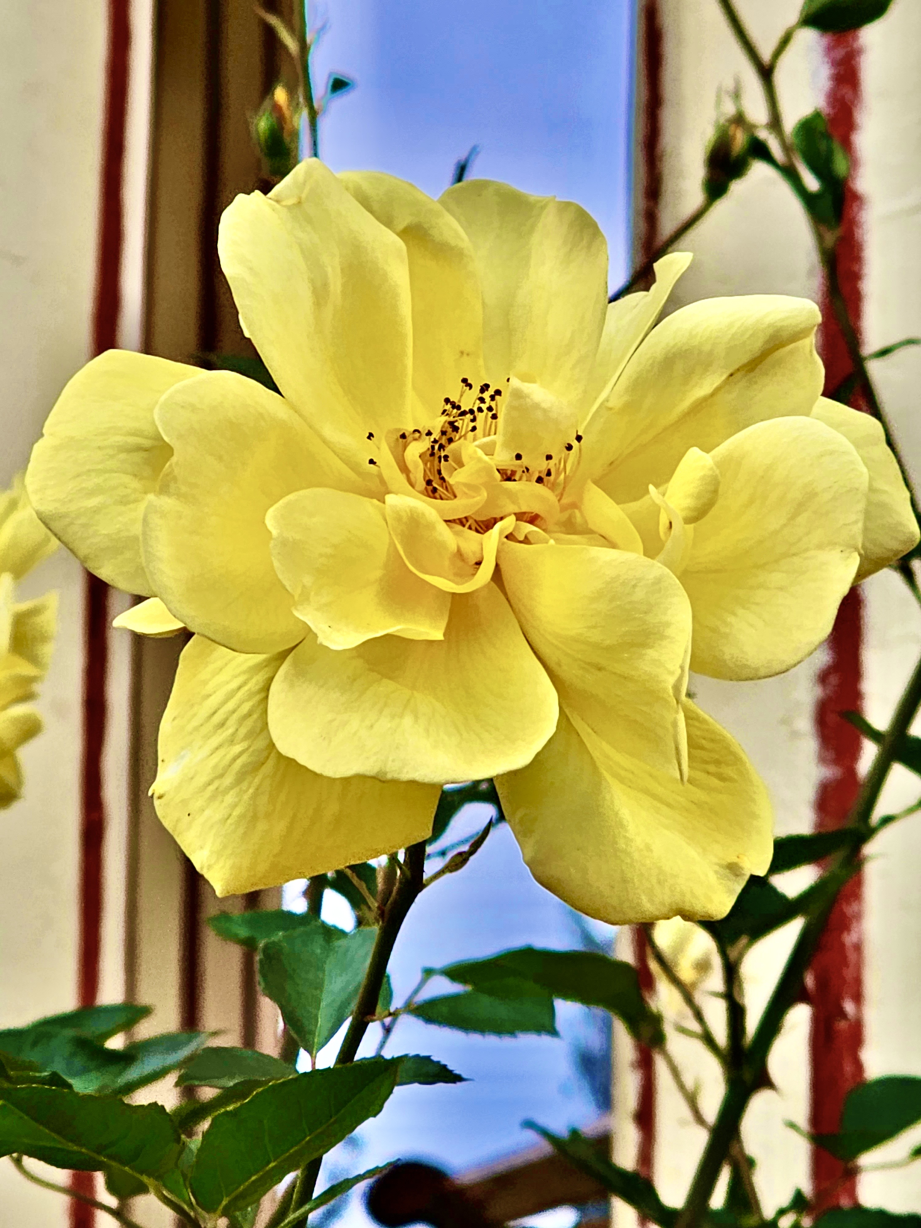 A light yellow rose flower from Rose Garden, Ooty, Tamil Nadu.