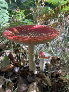 Amanita muscaria in the forest of Lugo, Galicia, Spain - Red Mushroom
