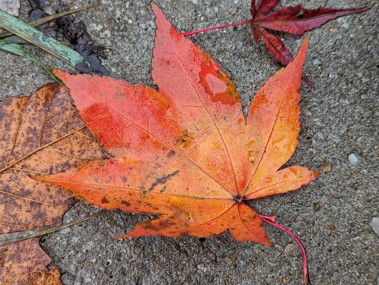 Red and orange leaf, on ground, with water droplets on and around it